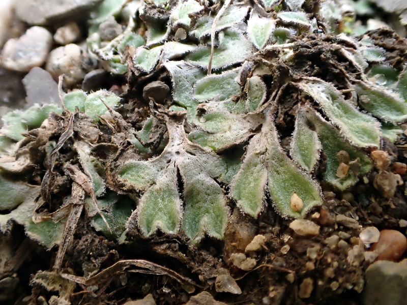 Riccia beyrichiana